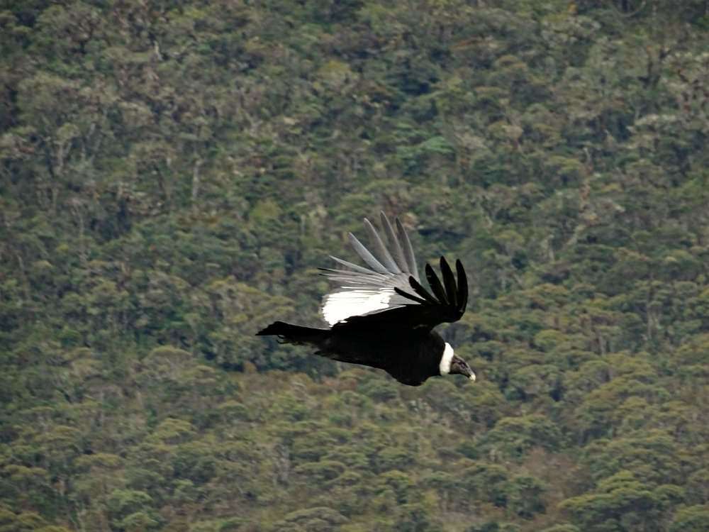 condor travel colombia