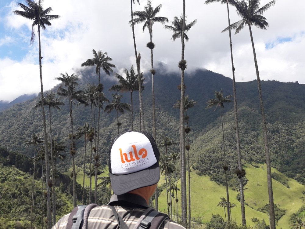 Nestled in the central range of Colombia’s Andes Mountains lies the incredible Cocora Valley. One of the country’s top touristic destinations, it is home to the tallest palm tree in the world: the wax palm.