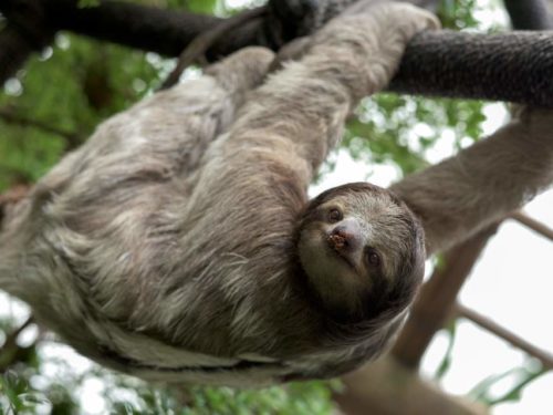 A sloth hanging of a tree in Amazon Jungle