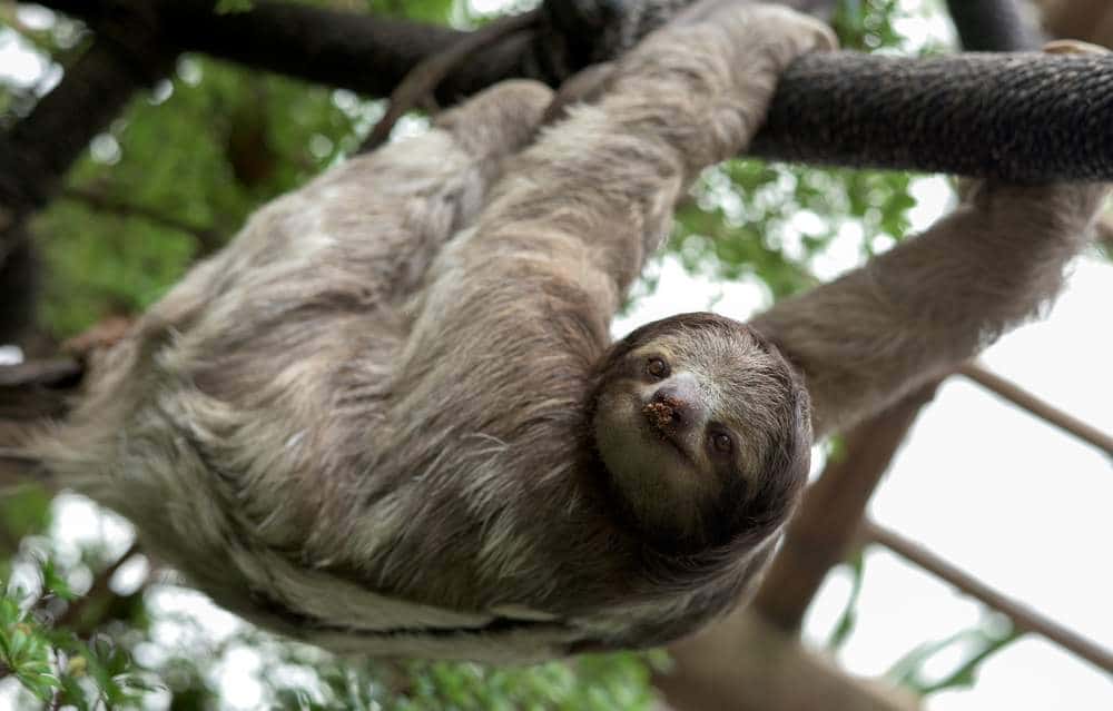 A sloth hanging of a tree in Amazon Jungle