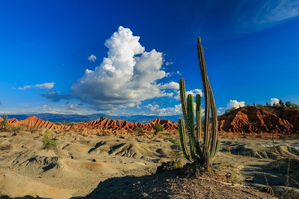 Cactus met wolk in de Tatacoa woestijn