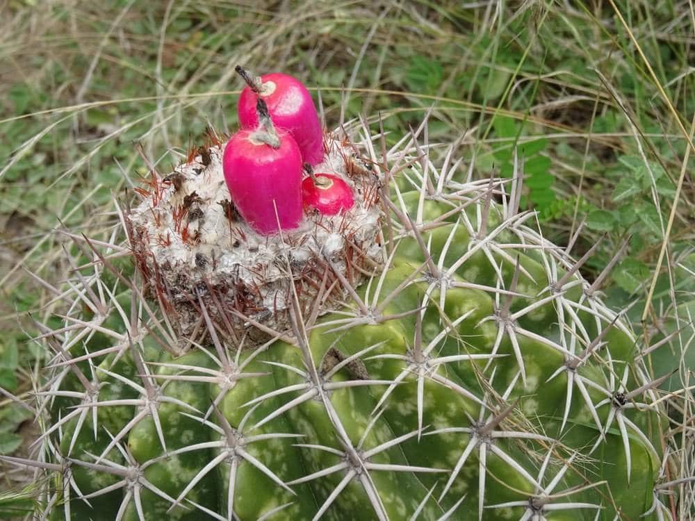Cactus in Tataoca Woestijn