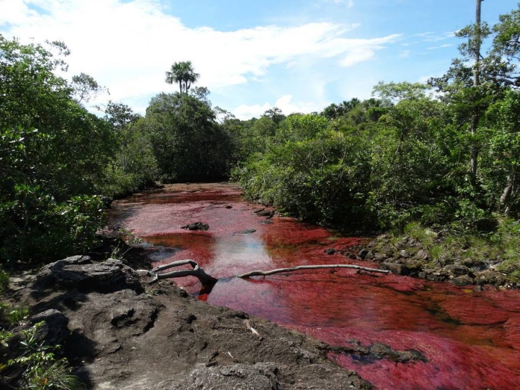 Completely pink river of caño cristales