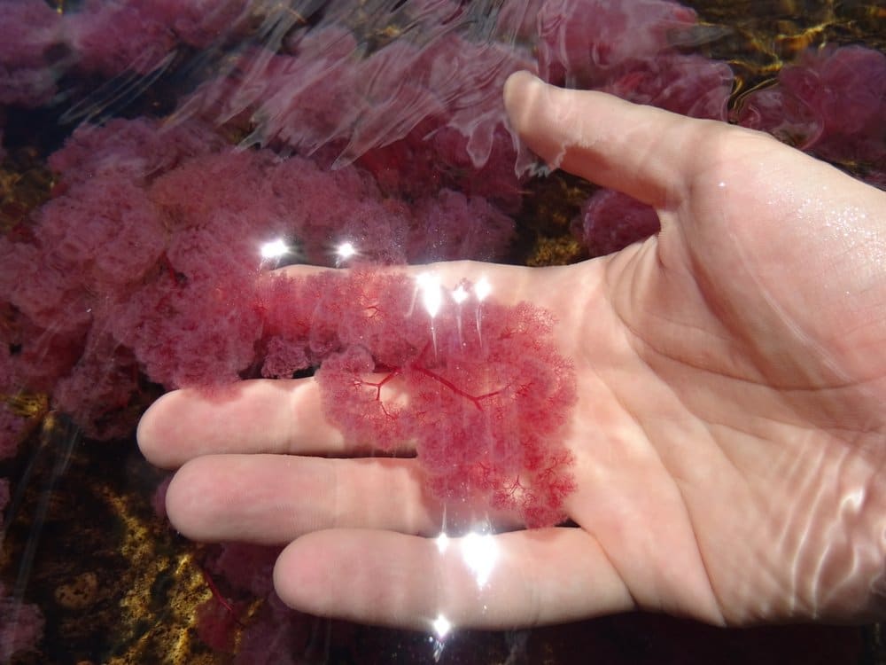 hand in Caño Cristales