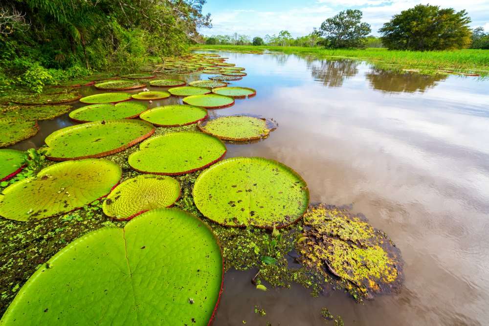 Victoria leaves on Amazon river in Amazon jungle