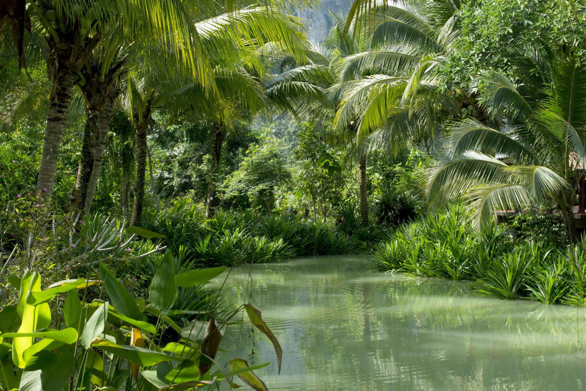 Тропики 2. Гвианская Амазония пальмы. Пальмы на реке амазонки. Амазония Вьетнам. МЕГАZOOПАНОРАМА. Тропический лес.
