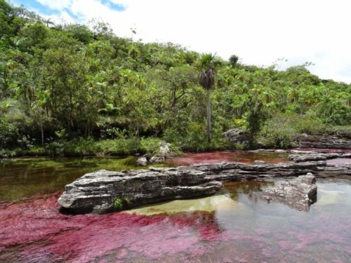 contrast in river of Caño Cristales
