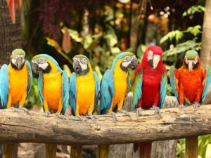Groep gekleurde papegaaien in Amazon eJungle