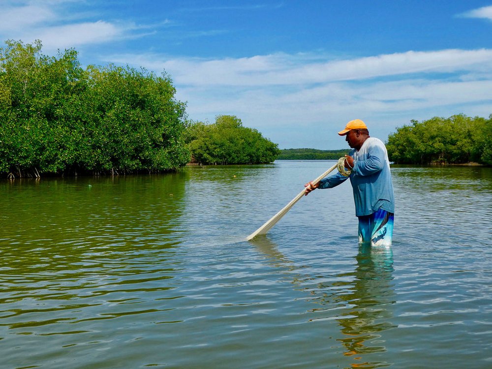 Man fishing next to the mangroves in Cartagena