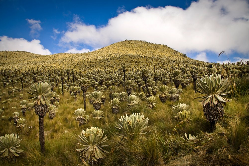 Paramo ecosystem at Chingaza National park