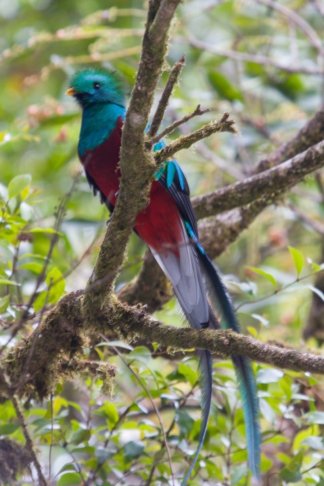 Quetzal vogel in Minca