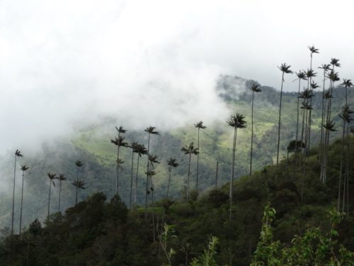 Quindio Wax Palm trees in Cocora