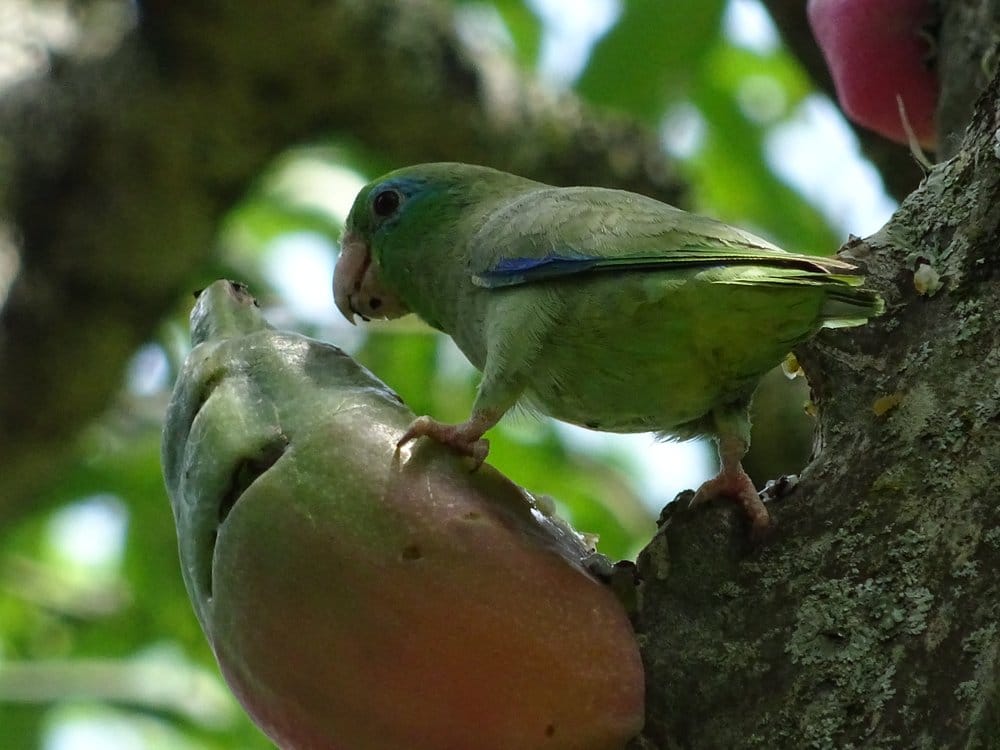 Spectacled Parrotlet in Barichara