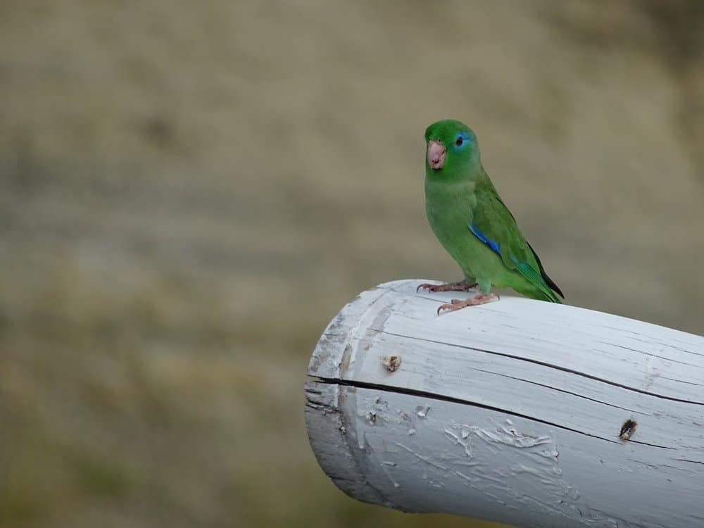 Spectacled parrotlet in Tatacoa Woestijn