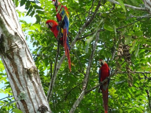 rode macaws