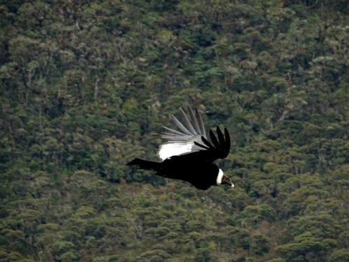andean-condor-flying-popayan-travel-colombia-lulo-2