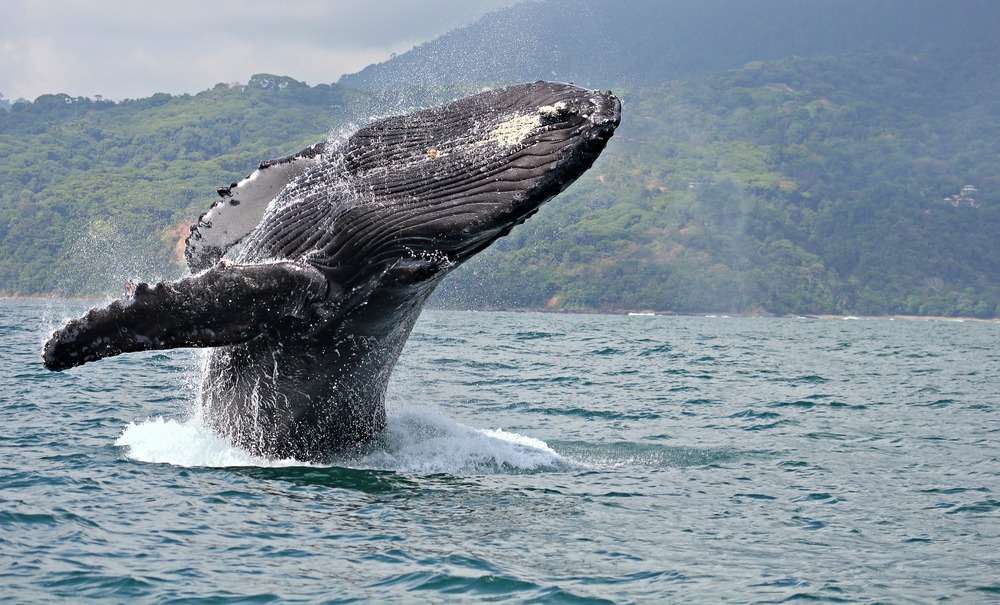 Humpack whale while whale-watching in Bahia Solano