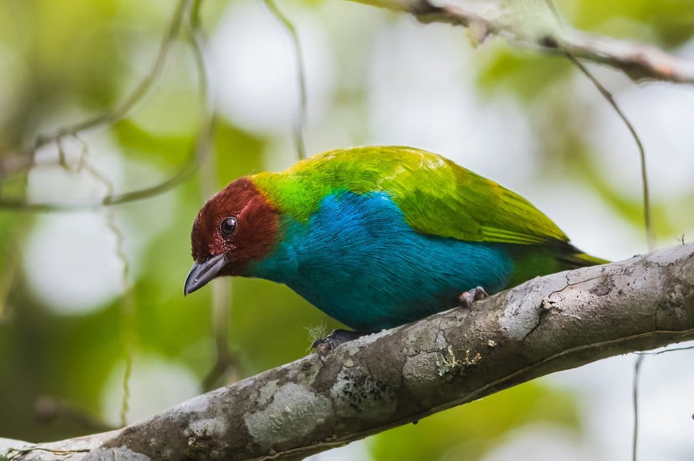 Bay-headed tanager
