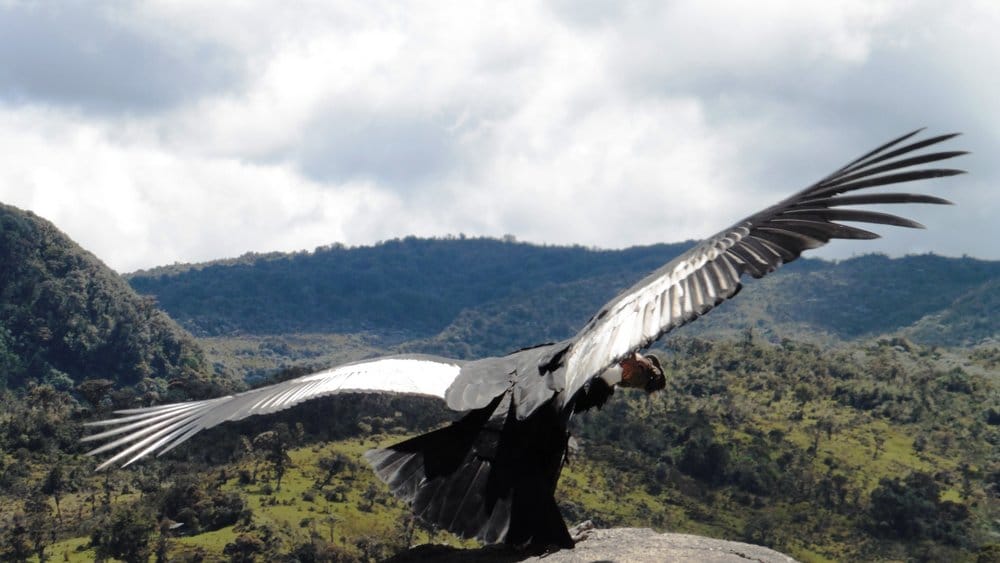 Condor about to start flying with mountains in background