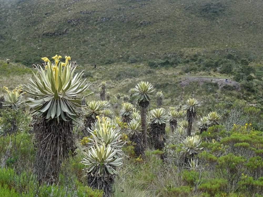 Frailejones with yellow flowers in paramo