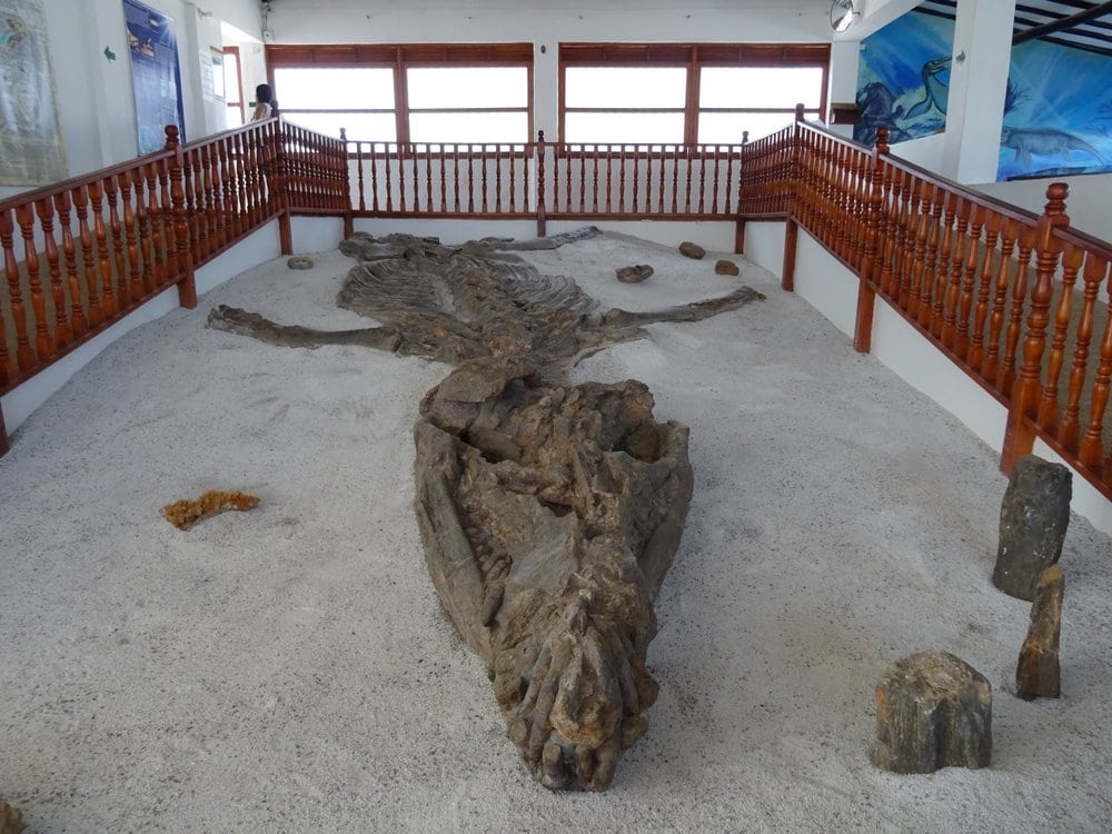 Kronosaurus fossil in Archeological musuem of Villa de Leyva