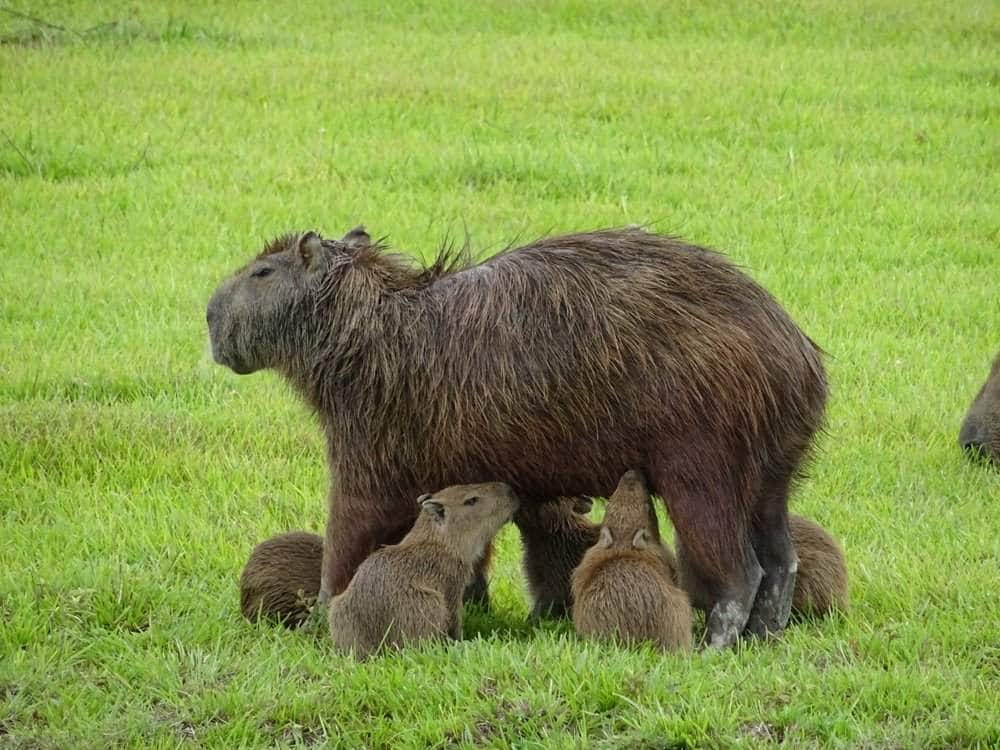 Mother Capibara feeding her babies in Casanare