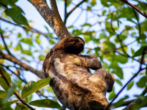 Sloth climbing a tree