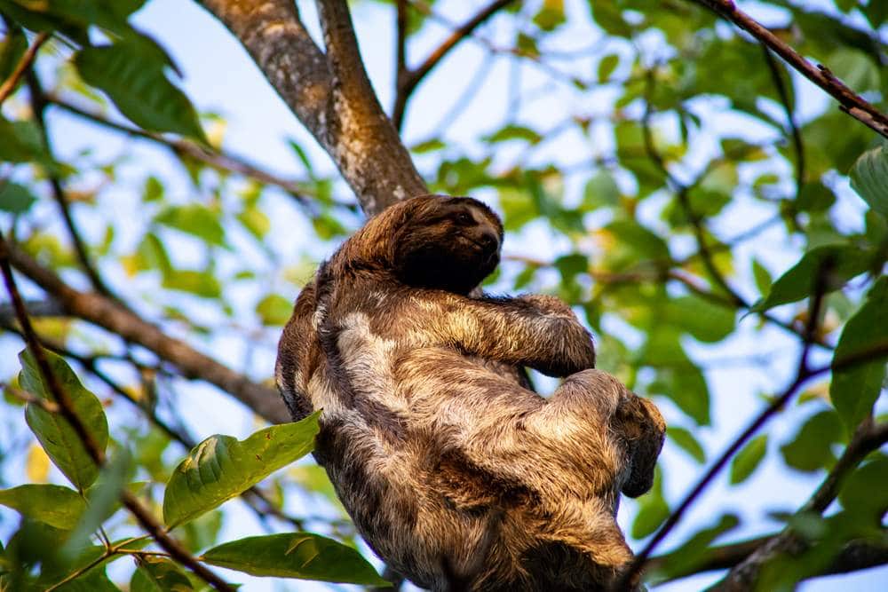 Sloth climbing a tree
