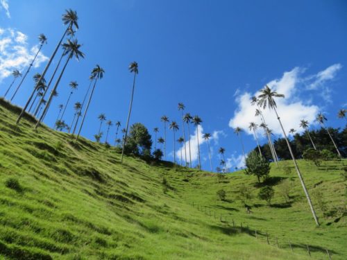 Heuvel met Quindio Wax Palmbomen in Cocora Vallei