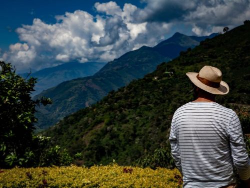 Tourist with hat looking over coffee landscape