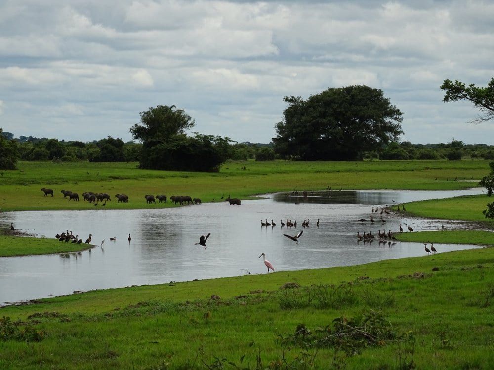 Animals in casanare crossing a pond