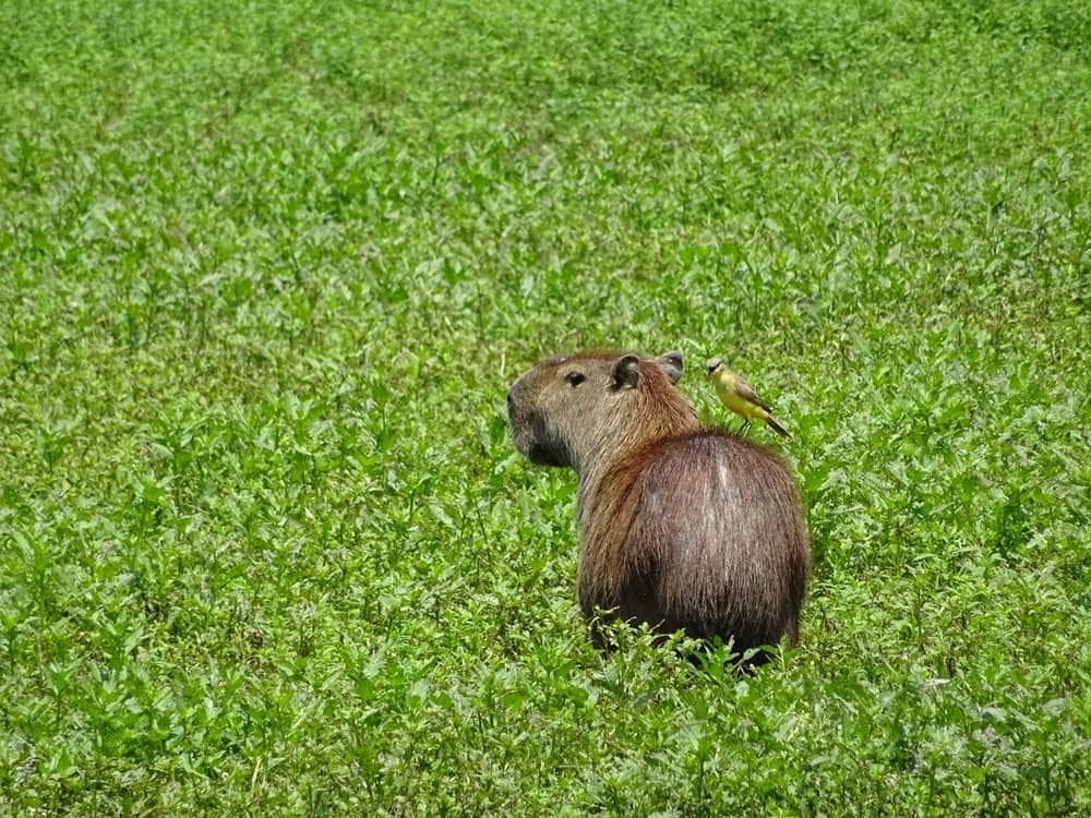 Capibara with bird on it