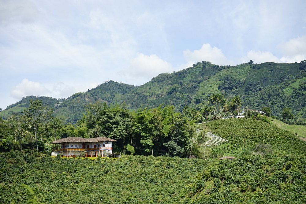 Koffielandschap met plantage en finca