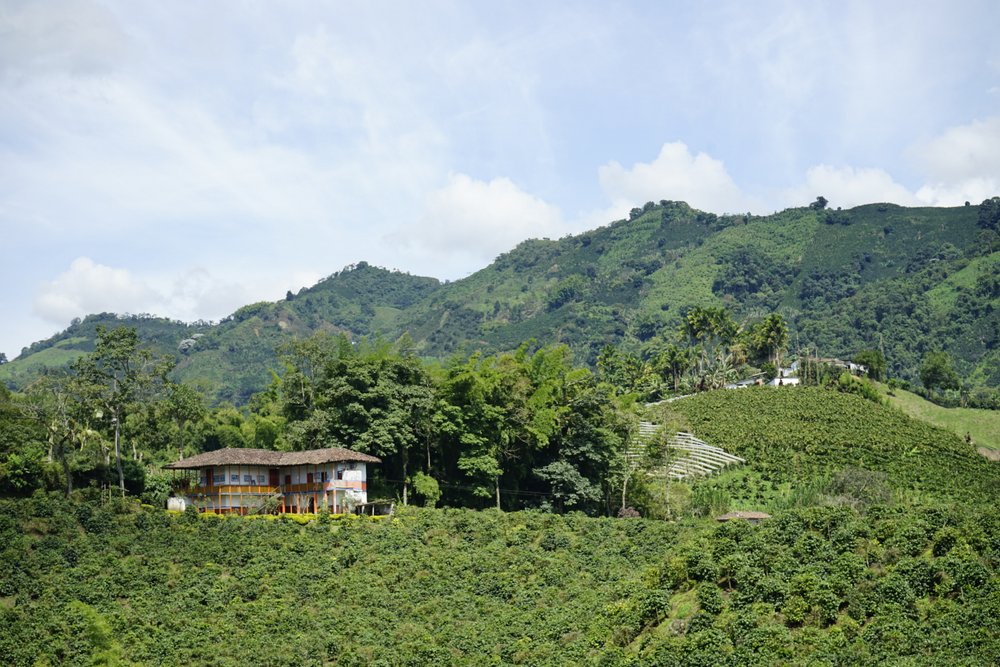 coffee plantation in the region of Armenia, department of Quindio,  Cordillera Central of the Andes mountain range, Colombia, South America  Stock Photo - Alamy