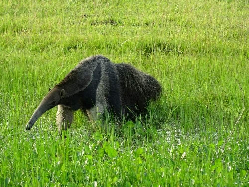 Giant anteater walking the fields in Casanare