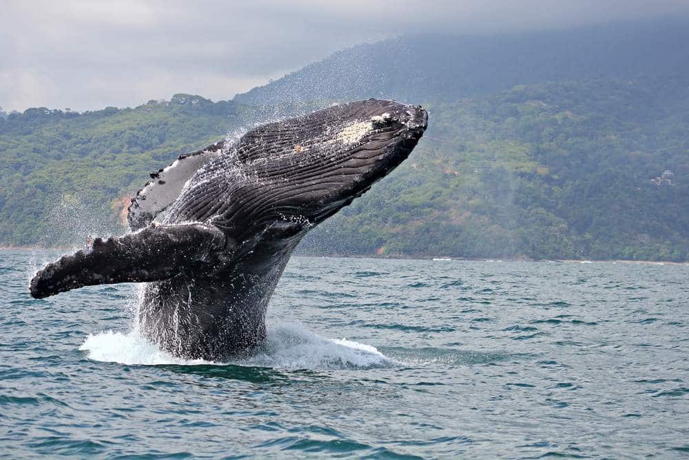 Prachtige walvist die landt na het springen
