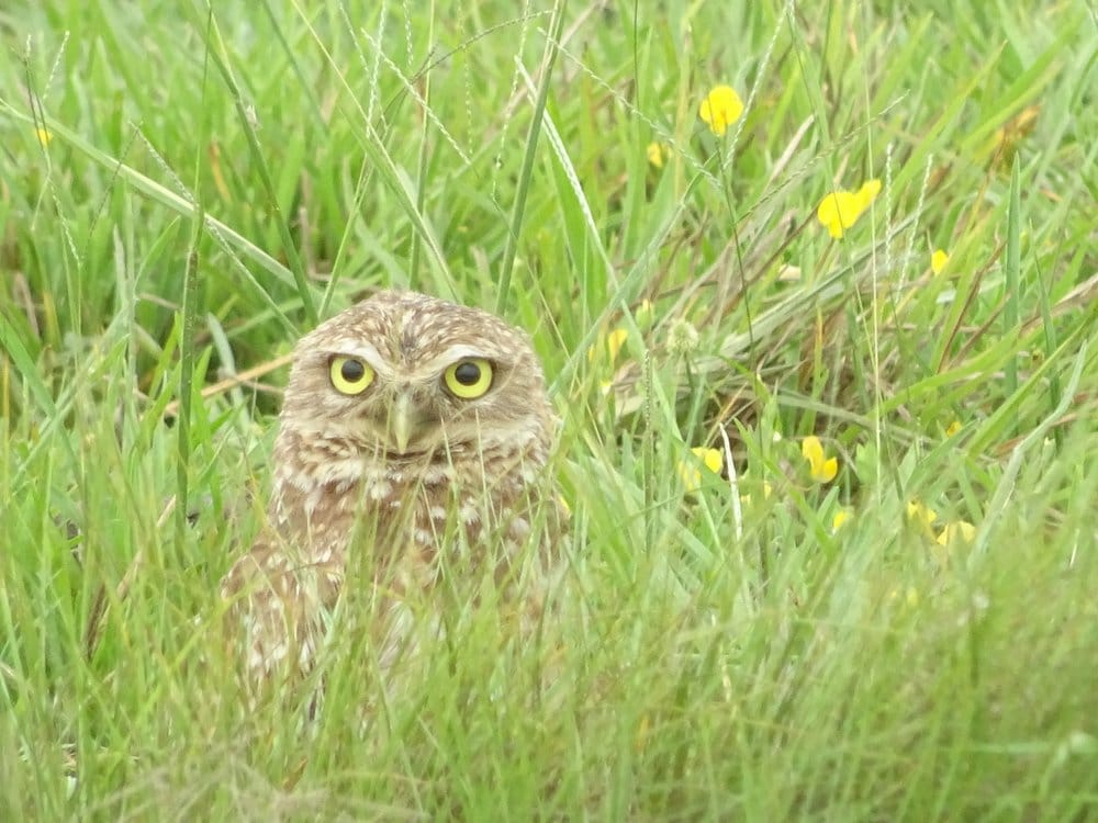 Hiding Burrowing Owl