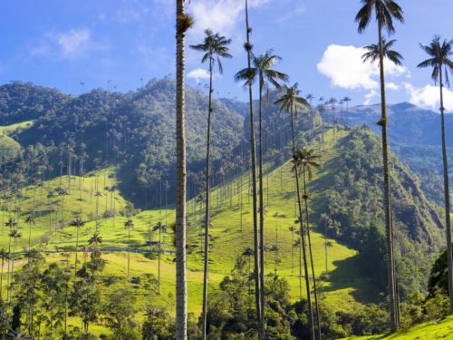 Sunny view over Cocora valley and Quindio Wax Palm Trees