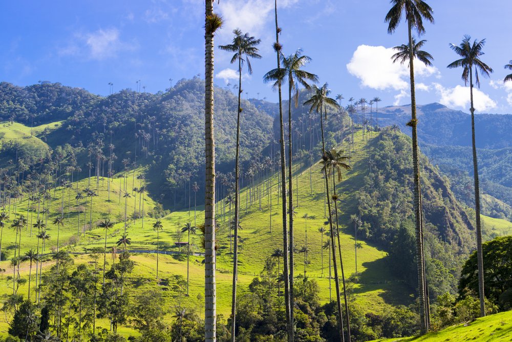 Sunny view over Cocora valley and Quindio Wax Palm Trees
