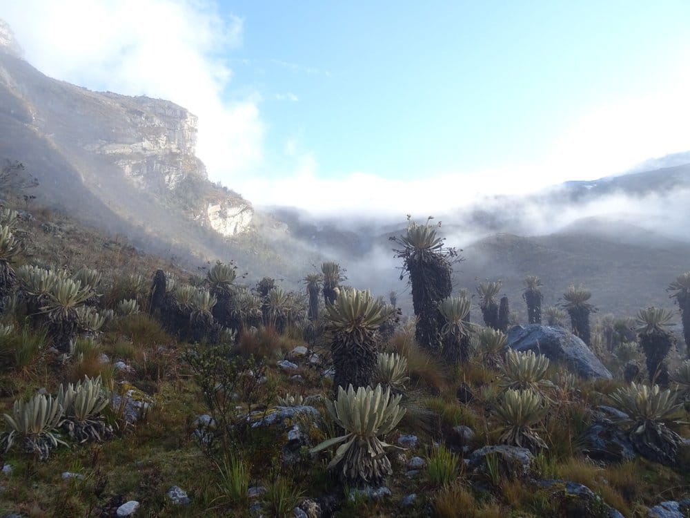 Sunrise lifting the mist in the Paramo