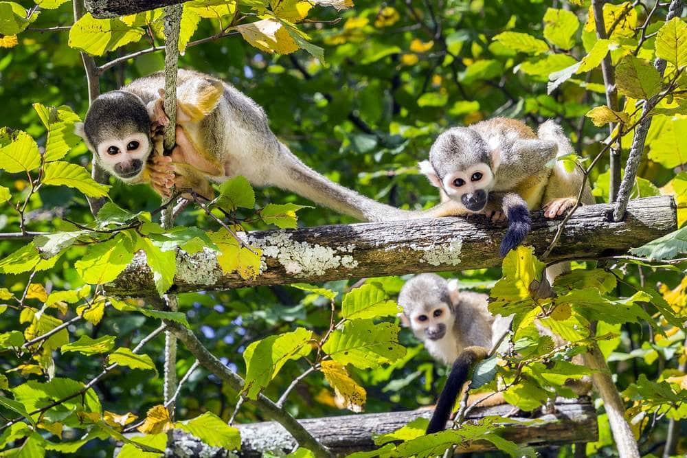 Three Titi Monkeys in a tree
