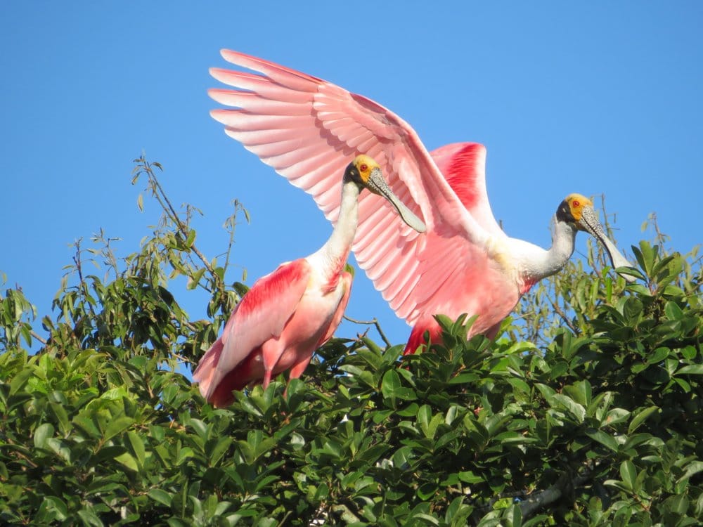 Two Roseate Spoonbill Birds on top of a tree