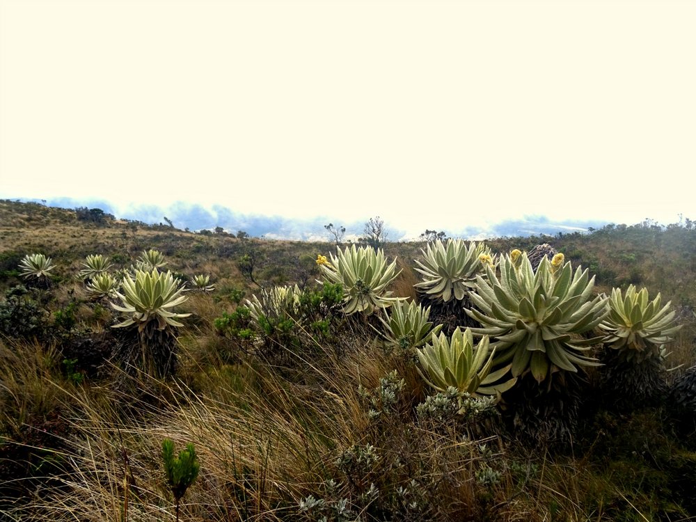 Andean paramo on Condor Tour