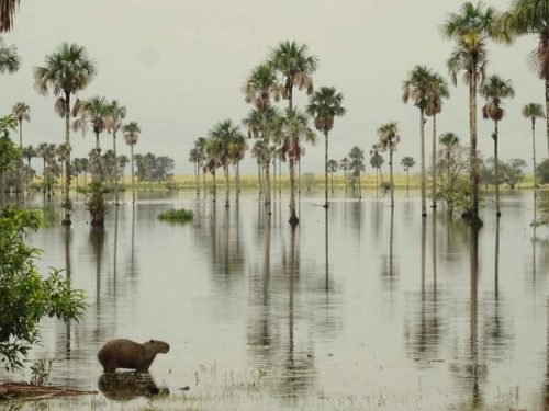 Capibaras on flooded savannah in Casanare
