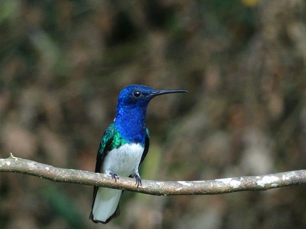 White-necked jacobin in birding tour