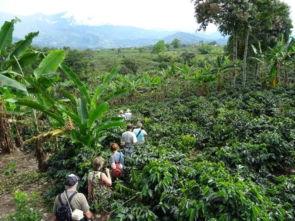 coffee tasting