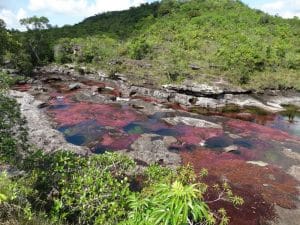 Rode, paarse, en groene kleuren van de rivier - Landschap -Nature - Caño Cristales - Lulo Colombia Travel