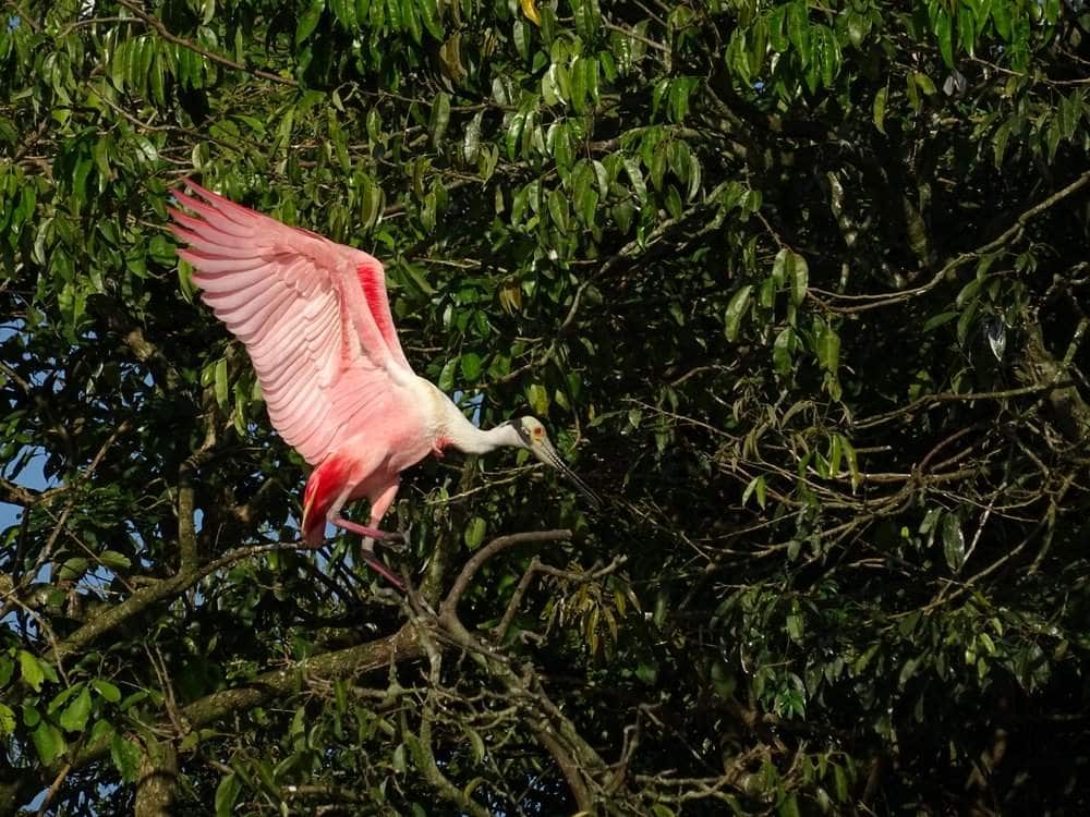 cartagena aviary tour