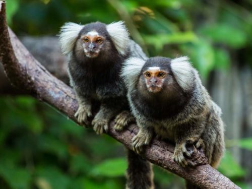 Two hairy monkeys on a branch - Animals - Amazon Jungle - Lulo Colmbia Travel