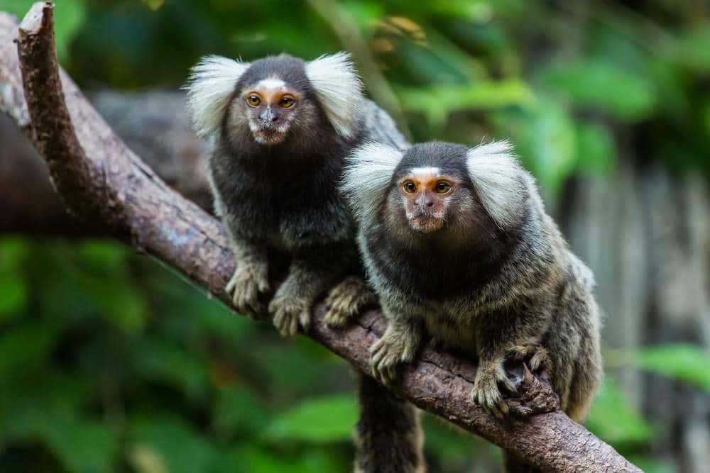 Monkeys in Amazon Jungle
